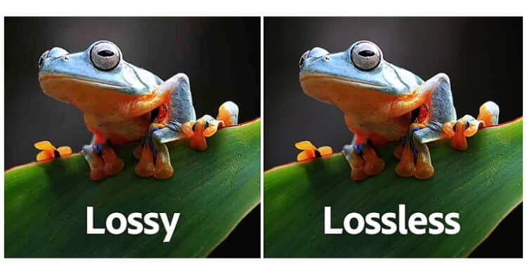 Side-by-side images of a colorful frog sitting on a green leaf compare "Lossy" and "Lossless" image compression. The "Lossy" version appears slightly blurry and lower in quality, while the "Lossless" version is sharper and more detailed, visually illustrating the difference in file compression methods.