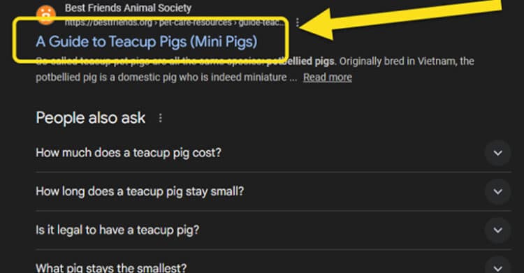 A Google search result highlights the webpage title “A Guide to Teacup Pigs (Mini Pigs)” from Best Friends Animal Society, with a yellow arrow and box emphasizing the title. Below, the “People also ask” section displays related questions about teacup pigs, reflecting user search intent and common queries.